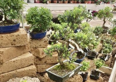 vivai aperti 2021 febo garden bonsai