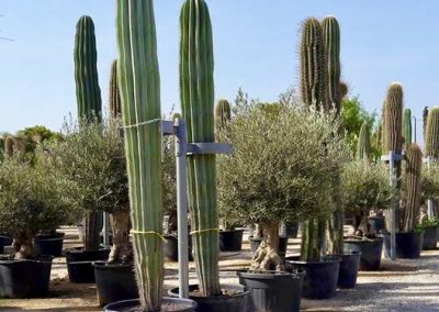 vivai aperti 2021 verdeaventino cactus